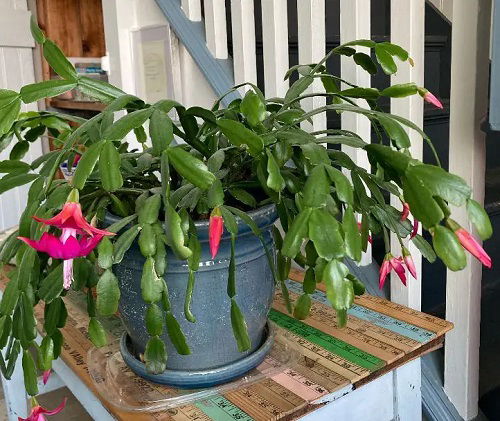 unknown facts about christmas cactus 1