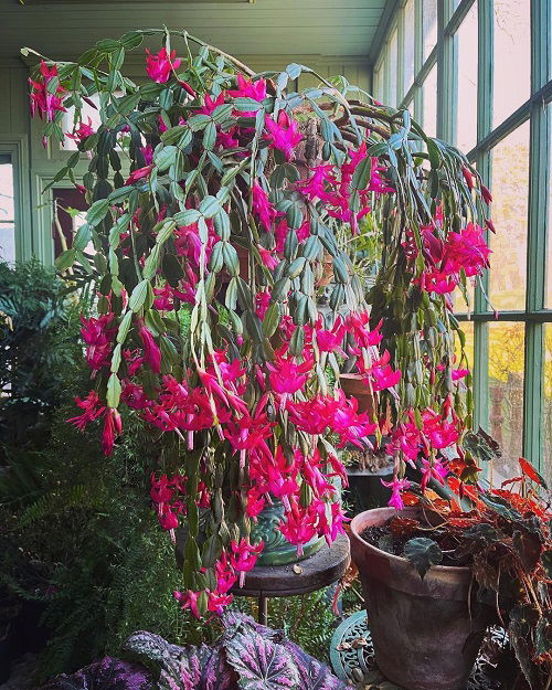 christmas cactus sunlight exposure for more blooms