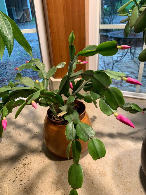 Christmas cactus care after transplanting