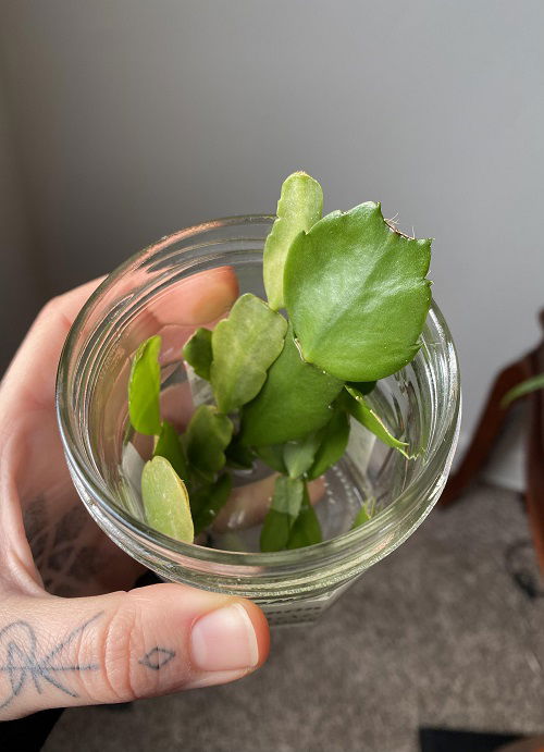 christmas cactus cuttings