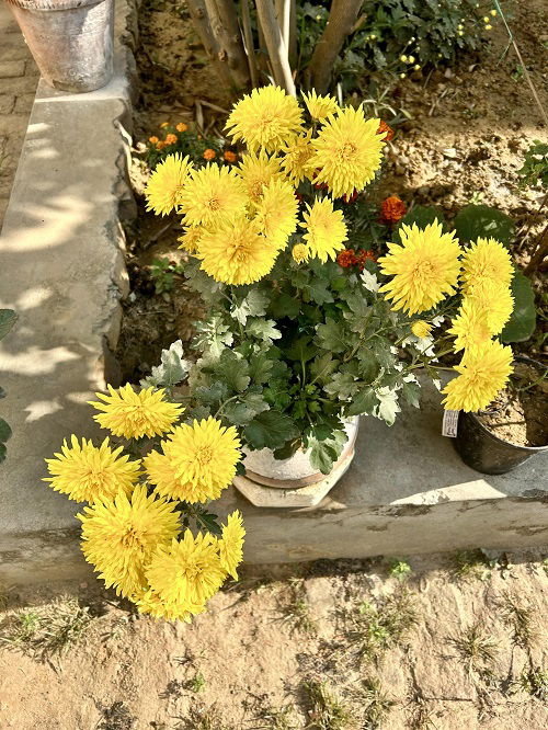 chrysanthemum flower pot in garden