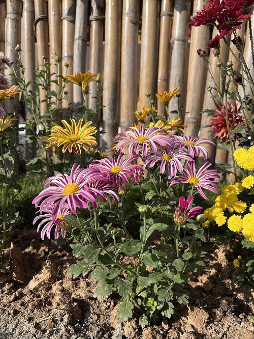 sunlight needs chrysanthemums for more blooms in fall