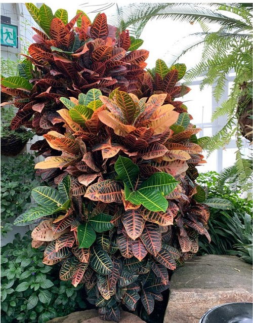 Tall Croton Varieties for Indoor Statements