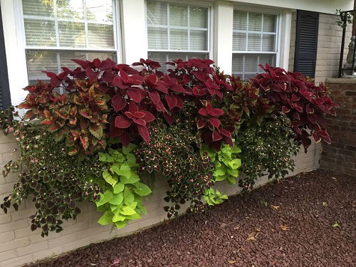 coleus growing in window box