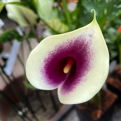 heart shaped calla lily flowers in garden