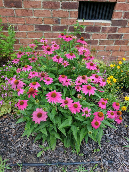 top Plants that Require Multiple Blooming Seasons