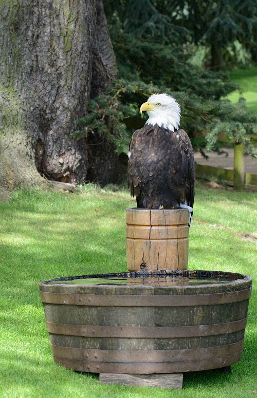 bald eagle sitting on stump birdbath in garden