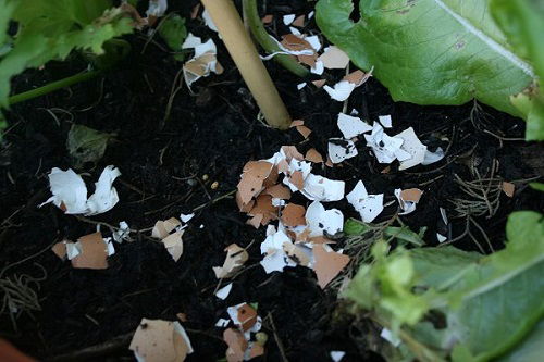 eggshells for cabbage plants 