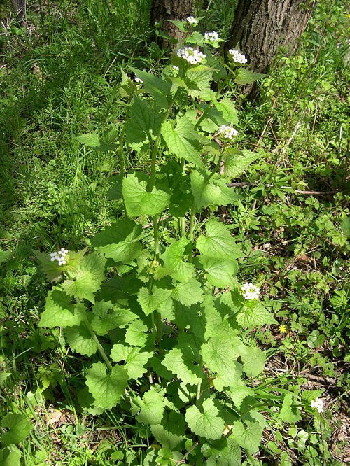 most common weeds in united states 3