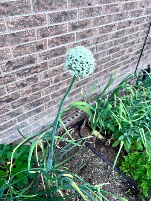 When growing garlic for flowers