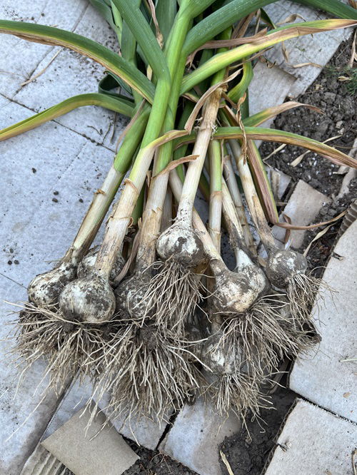 When growing garlic for bulbs