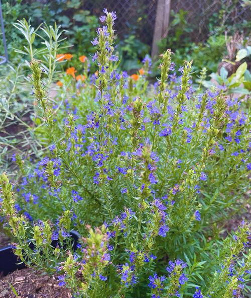 Everyone Should Know Hyssop Benefits and Uses in Garden