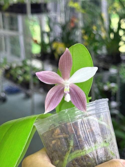 How to Grow Orchids From Seeds