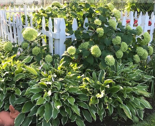 hydrangeas and hosta landscaping 2