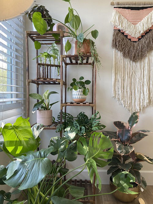 Plants Shelves near Sunny Window