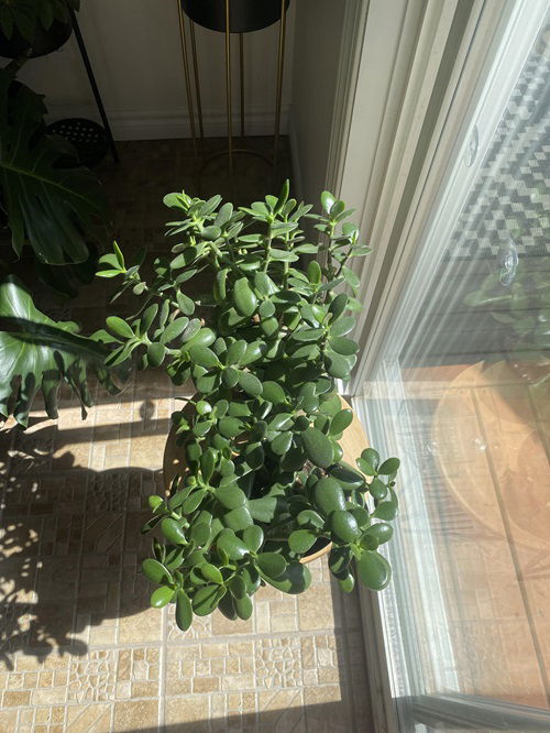 How Your Jade Plant Is Being Killed