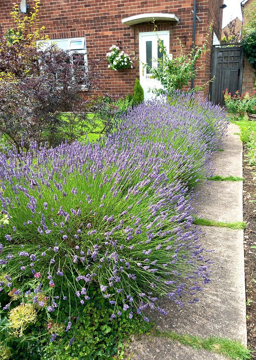 pest repelling lavender hedge in garden