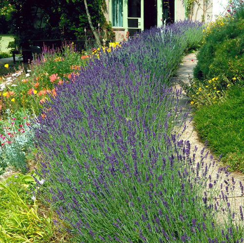 why should you plant lavender hedge in garden