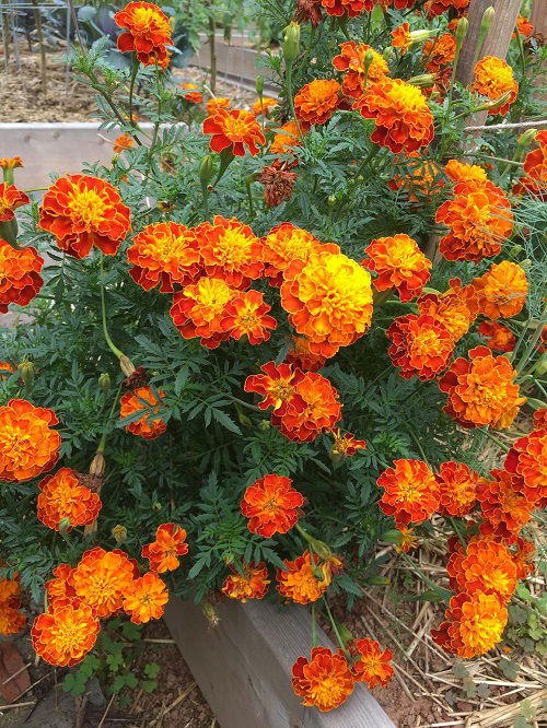 Grow these Flowers in August for Spectacular Fall Display 3