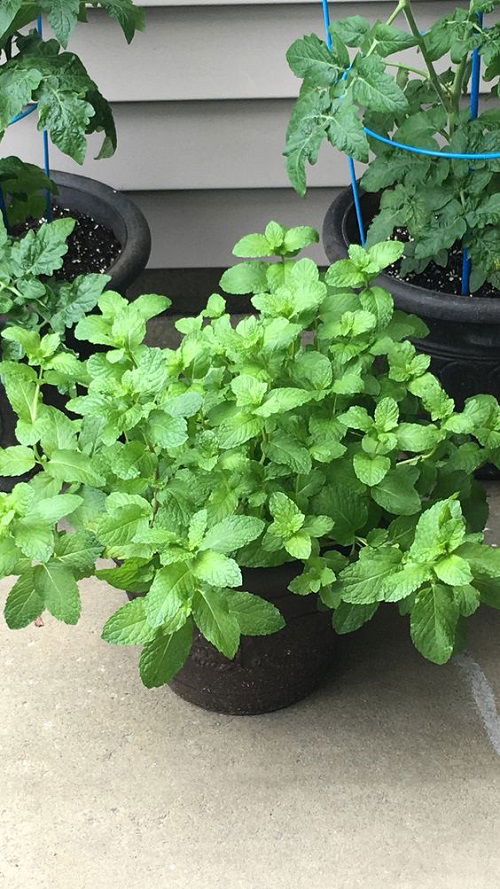 Outdoor Grow Mint In Garden 1