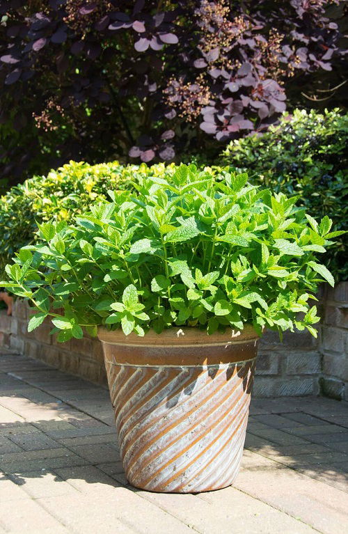 Grow Mint In Garden 1