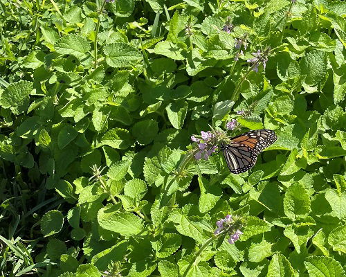 Outdoor Grow Mint In Garden 2