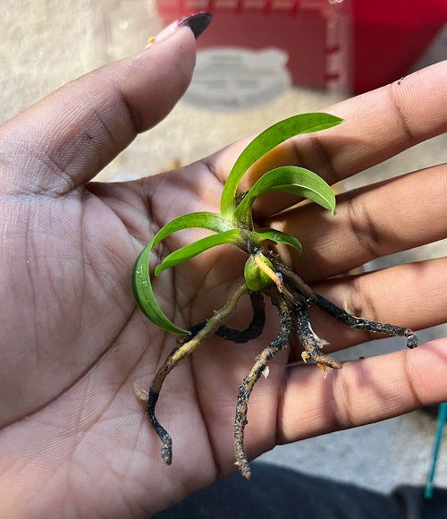 sprouting orchids from seeds