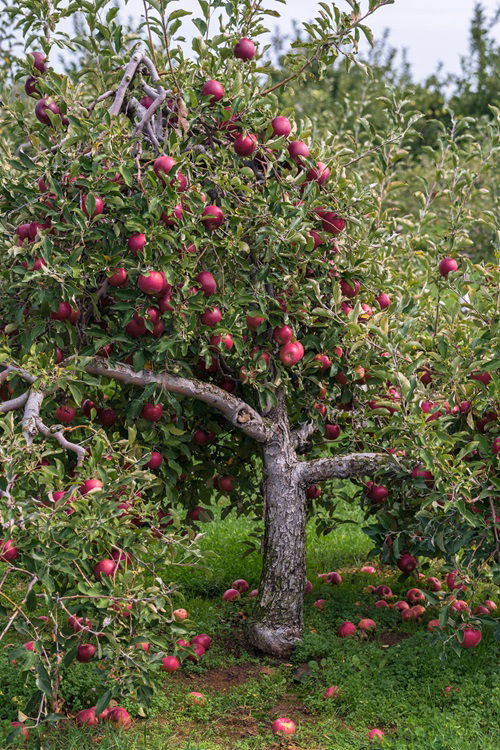 top Best Apple Tree Varieties to Grow in Texas