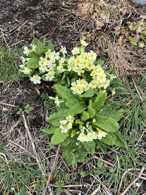 top cool season flowers that love chilled weather