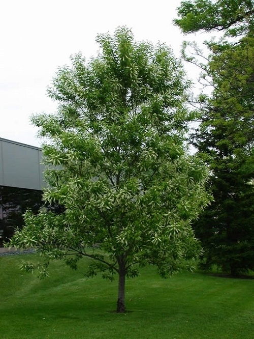 rum cherry tree in garden