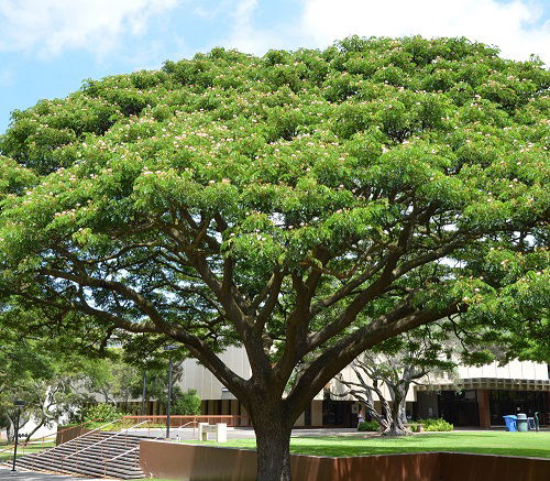 trees that start with R Rain tree