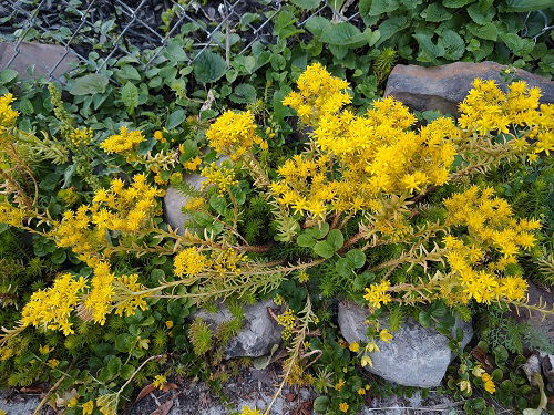 stronecrop sedum yellow blooms in garden