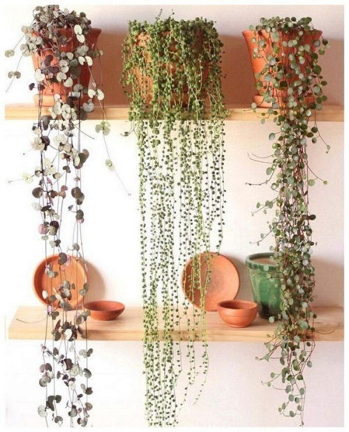 string of pearls planting ideas