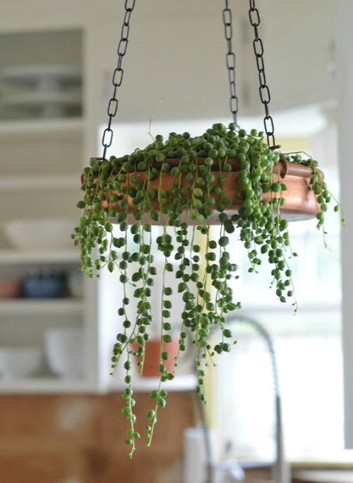 hanging string of pearls