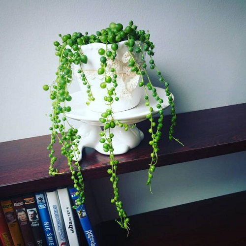 String Of Pearls Planting Styles and Ideas 3