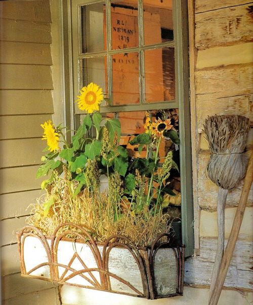 sunflower in window box