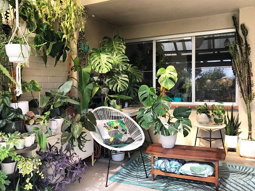 Sunny Corner with Plants