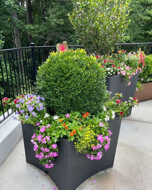 Sun-Loving Blossoms on a Sunny Balcony