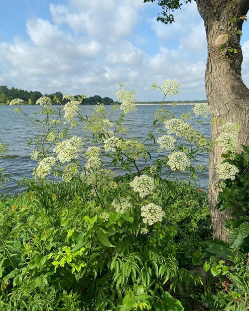 Minnesota's Poisonous Plants