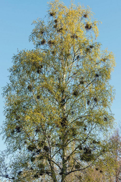 witches broom on birch tree