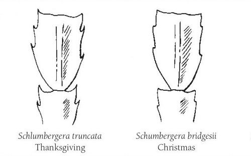 thanksgiving cactus vs christmas cactus