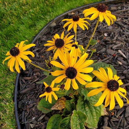 Flowers That Look Like Black-Eyed Susan 1