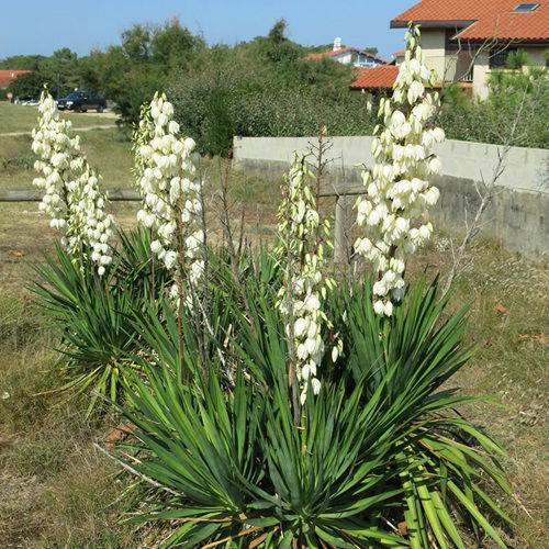 Alternatives to Full Sun Hosta