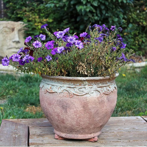 Flowers dying due to large pot size