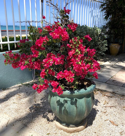 Bougainvillea pot in garden