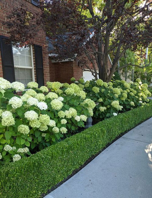 Boxwood Garden with Hydrangeas