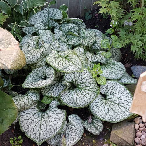 top Full Sun Hosta Alternatives