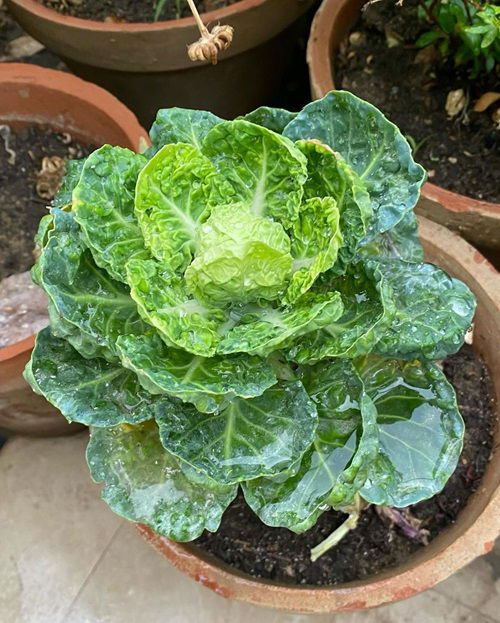 top Frost Tolerant Vegetables You Can Grow in October