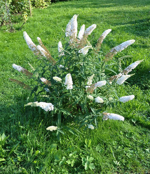 Beautiful Weeds That Draw in Most Pollinators