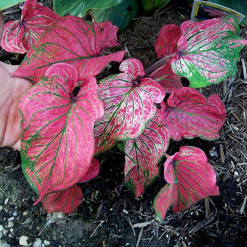 Pink Leaf Outdoor Plants for Year Round Color 3